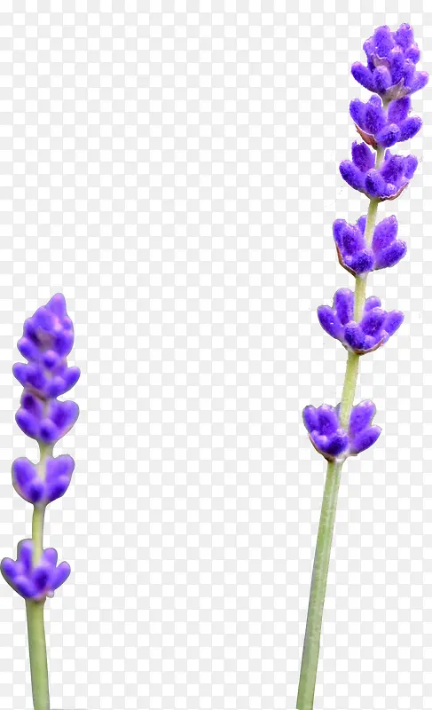 紫色的烂漫香草