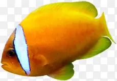 橙色白纹热带鱼