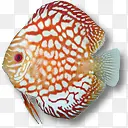 白红相间热带鱼