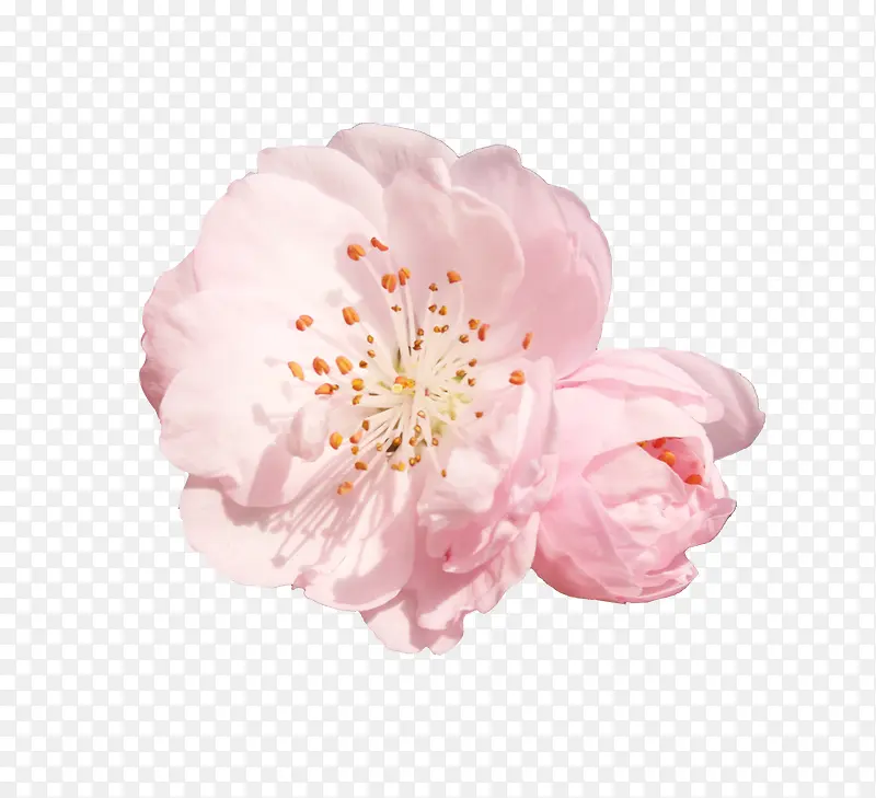 怒放的粉色花朵花蕊