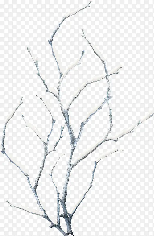 白色的树枝