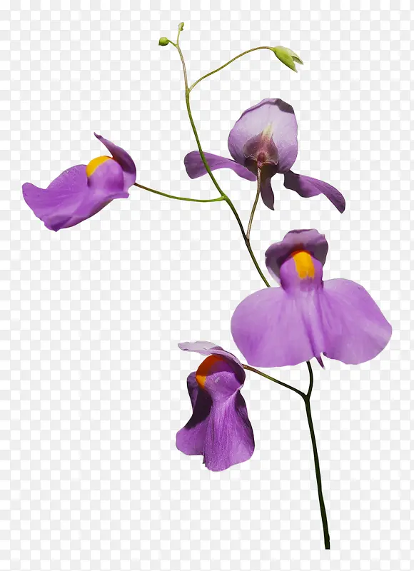 紫色碎花装饰植物