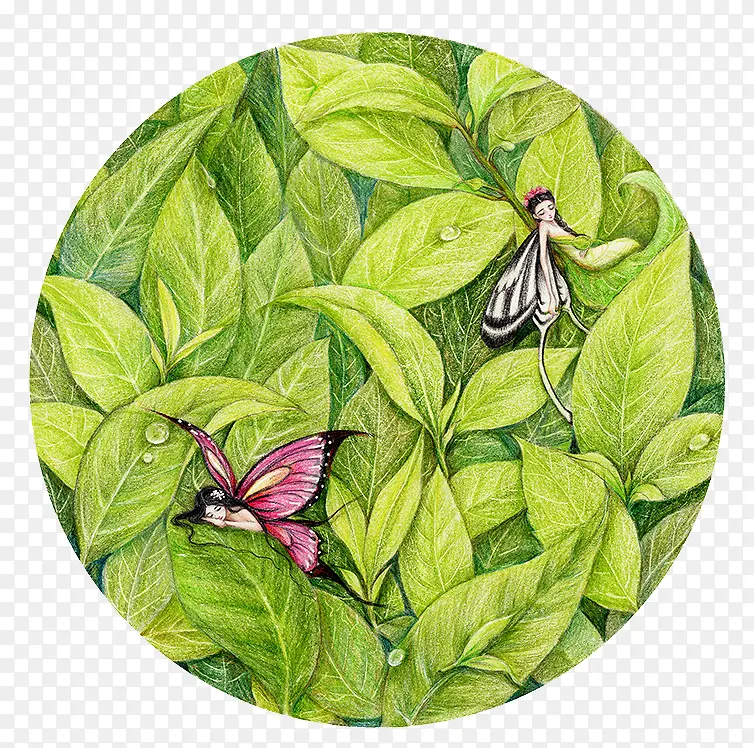 绿色茶叶于蝴蝶