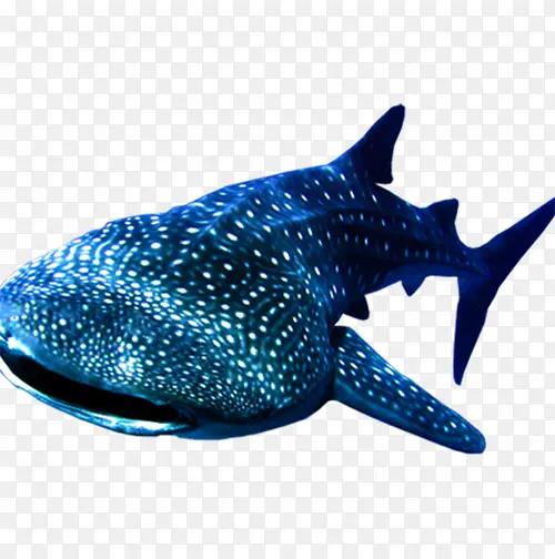 海洋鲸鲨