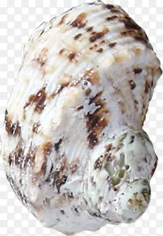 白色棕色斑点海螺