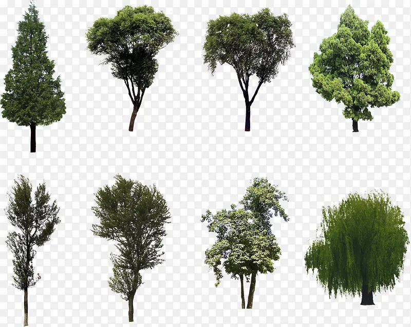 多种大树场景分类