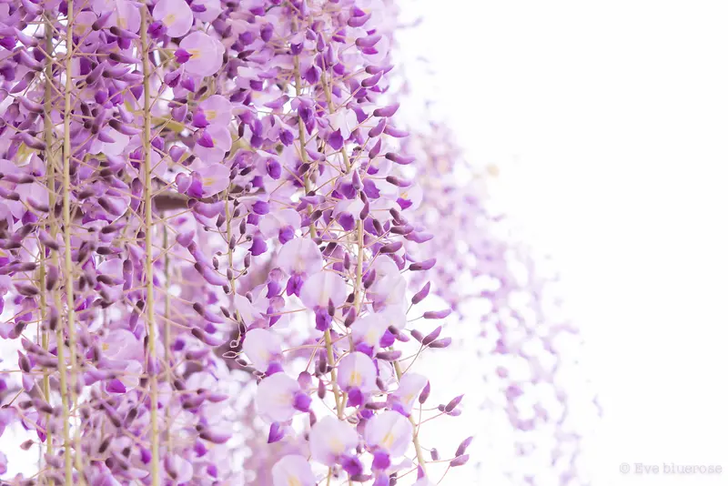 成片紫色条状花朵