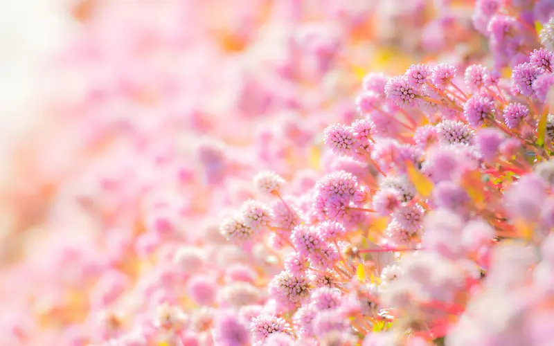 粉色唯美花朵成片朦胧背景