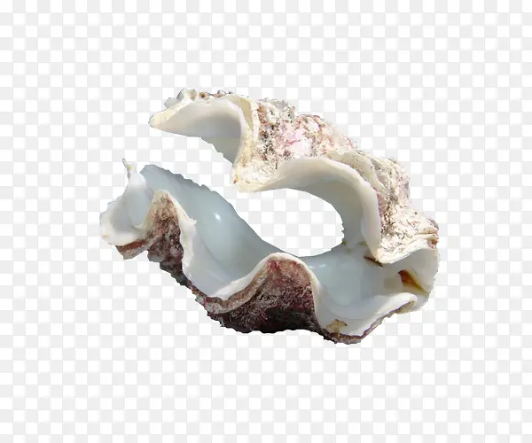 海边贝壳海螺