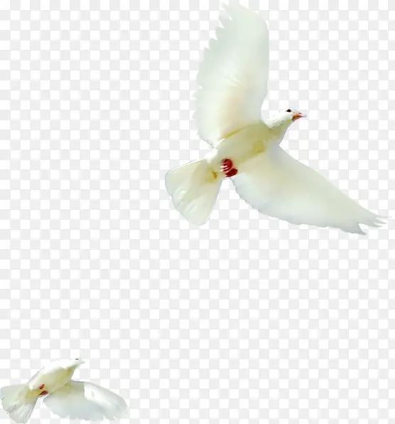 白色鸽子飞翔造型图片素材