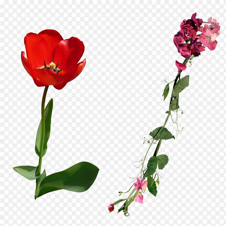 红色花朵花苞图片