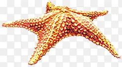 海星海洋生物造型