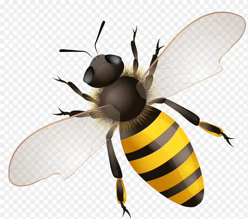 特写蜜蜂
