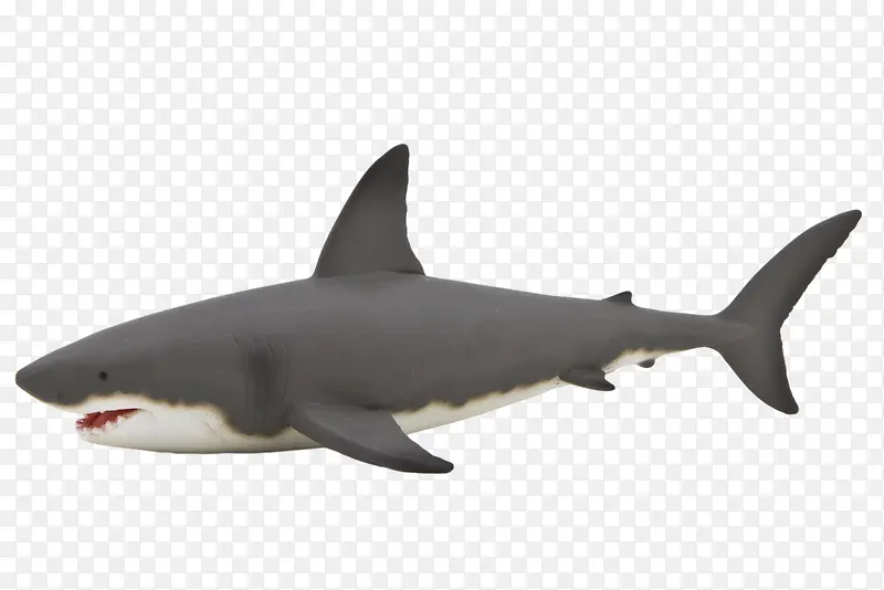 憨厚的灰背大白鲨