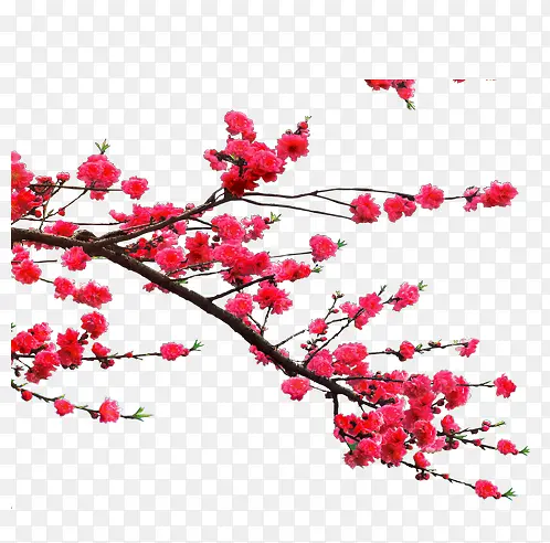高清红色梅花植物素材