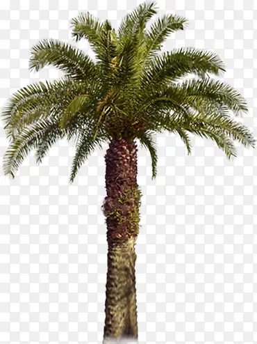 立面树木棕榈树植物