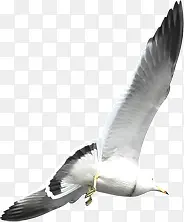 展翅高飞的海鸥