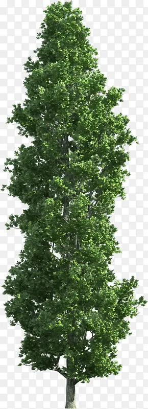 绿化小树