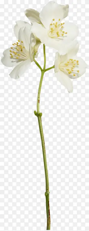 唯美绽放白色花朵