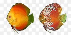 扁形热带鱼元素