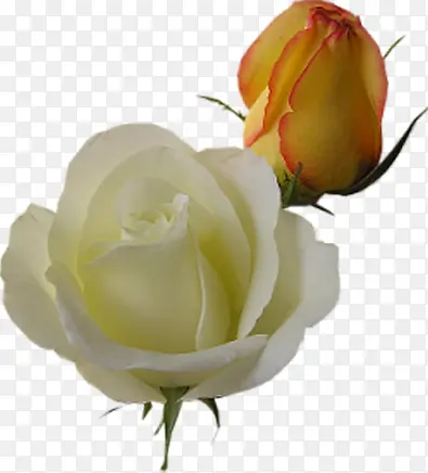 清新黄白色玫瑰花朵