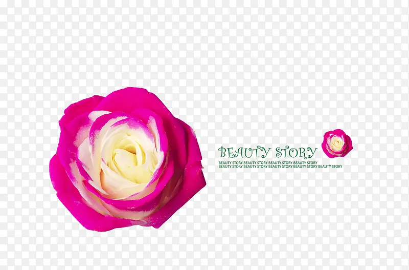 双色玫瑰类化妆品海报背景素材
