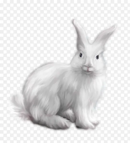一只小兔子