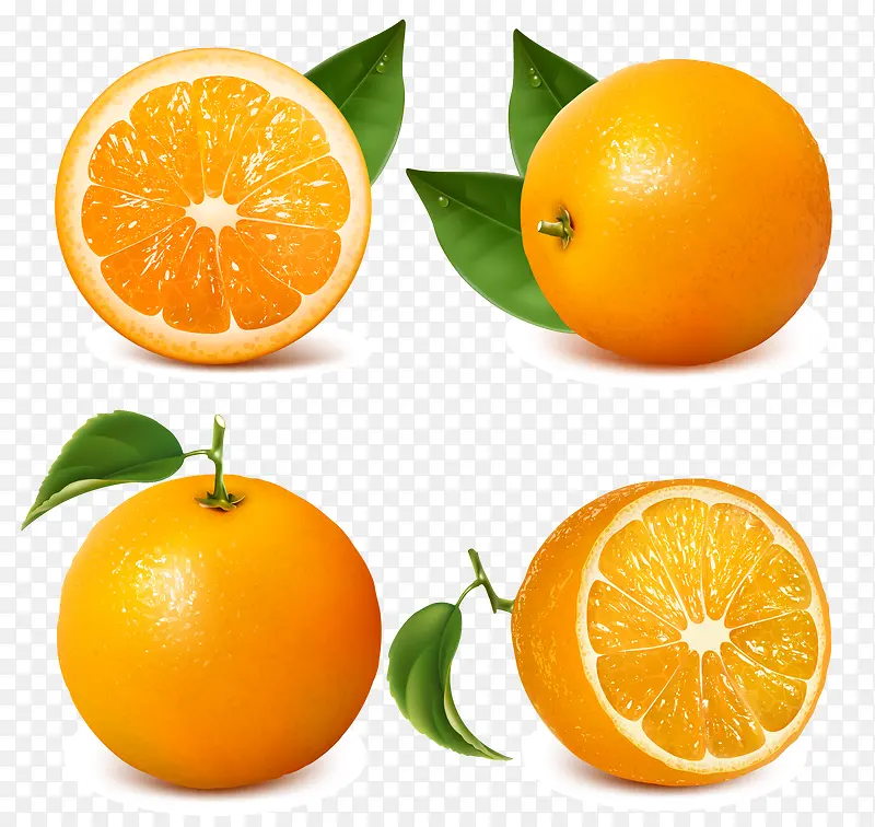 实物橙子矢量