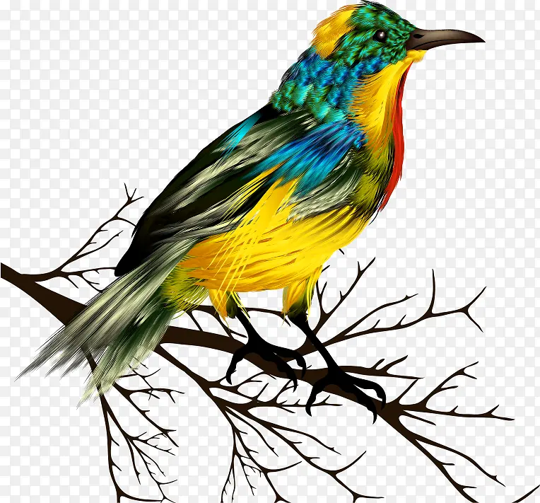 矢量树枝上的彩色小鸟