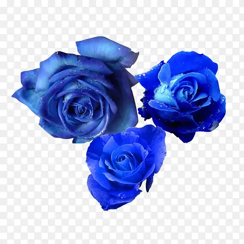 蓝色玫瑰