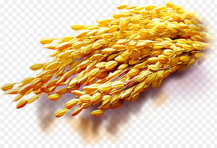 金黄色小麦高粱粮食
