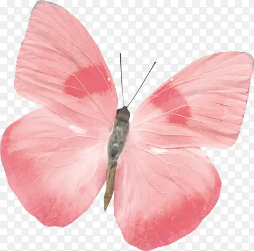 粉色玫瑰花瓣蝴蝶