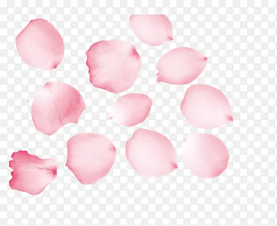 唯美粉色玫瑰花瓣