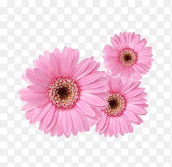 粉色唯美花朵