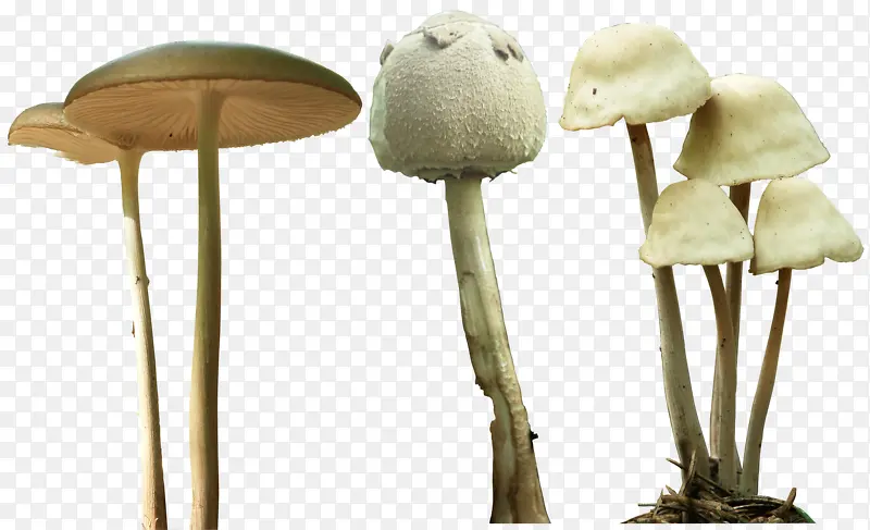 草蘑菇png素材