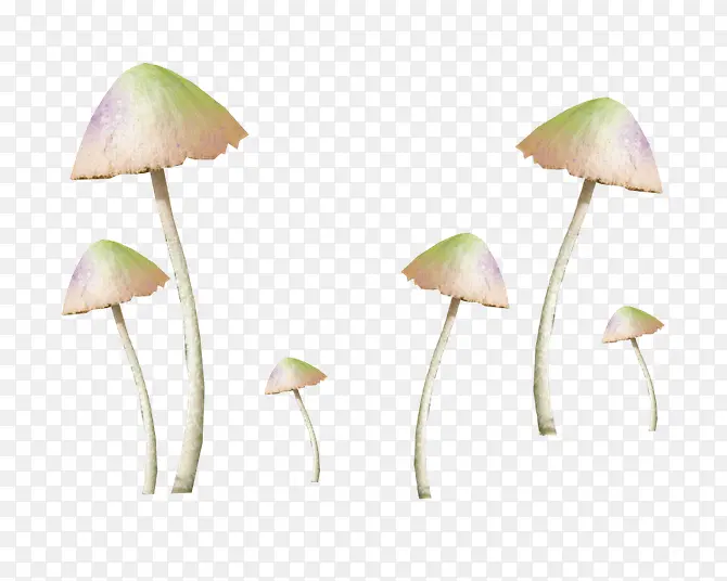 蘑菇PNG免抠图素材
