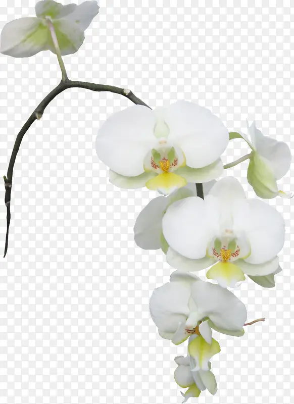 白色花朵栀子花装饰