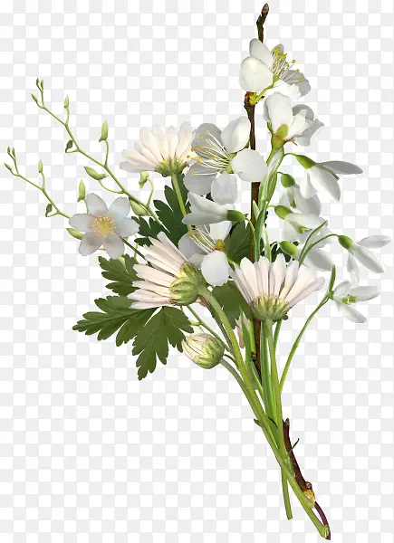 花朵白色花朵植物花朵