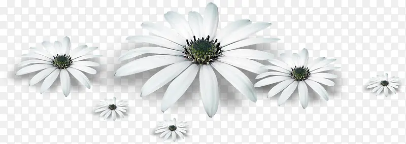 白色植物花朵