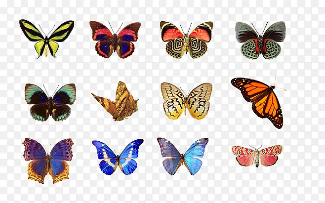 各种彩色蝴蝶合集
