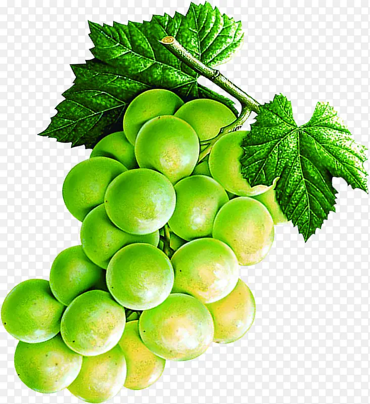 手绘绿色葡萄水果