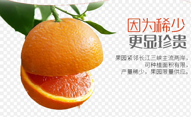 新鲜水果橙子宣传广告
