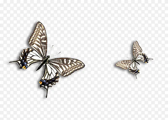 两只灰色蝴蝶