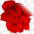 玫瑰红色七夕情人节