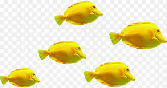 金黄色海洋动物小鱼