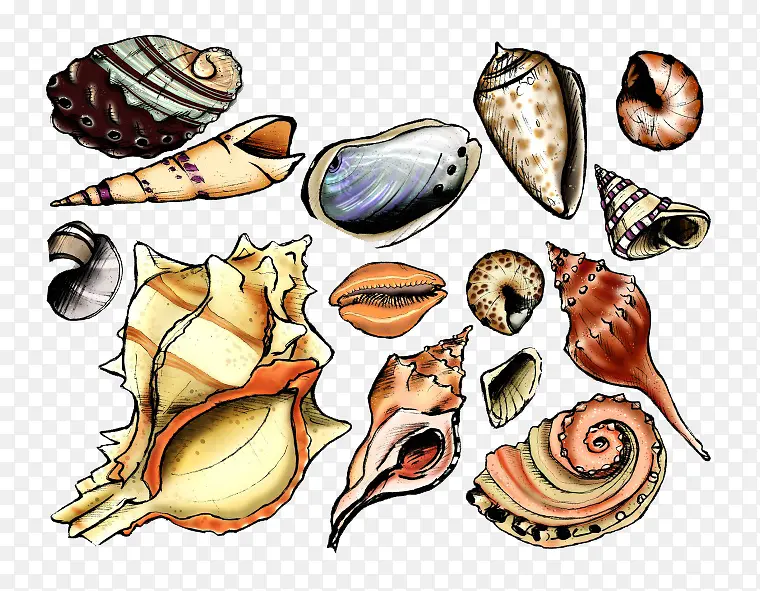 卡通海洋生物贝壳