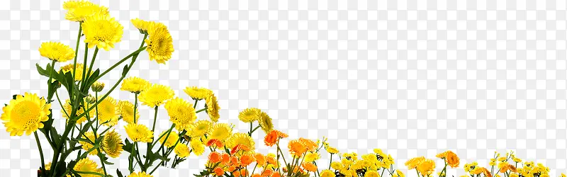 黄色花朵草地美景