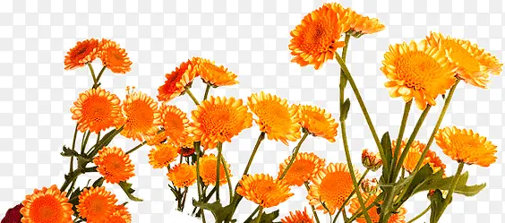 橘黄色花朵花园