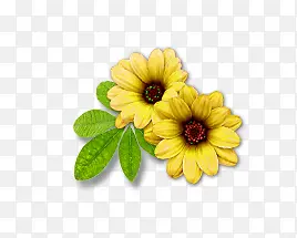 黄色花朵图