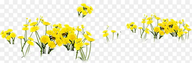 黄色花朵美丽自然